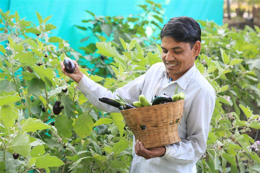 A man stands surrounded by plants. In his left hand he holds a basket full of vegetables, including zucchinis and eggplants. With his other hand he is plucking an eggplant from a plant.