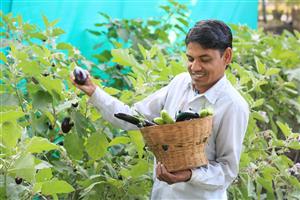 A man stands surrounded by plants. In his left hand he holds a basket full of vegetables, including zucchinis and eggplants. With his other hand he is plucking an eggplant from a plant.