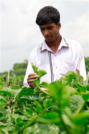 A male middle-aged person standing in a field of green plants that reach his waist. He checks on one of the plants.